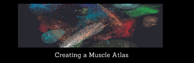 Creating a Muscle Atlas